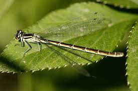 Attēlu rezultāti vaicājumam “Coenagrion hastulatum”