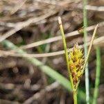 Attēlu rezultāti vaicājumam “Carex lasiocarpa male flower”