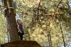 Image result for Go Ape! Moors Valley
