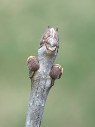 Attēlu rezultāti vaicājumam “Fraxinus excelsior Pendula bud”
