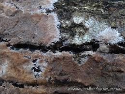 Attēlu rezultāti vaicājumam “Steccherinum fimbriatum”