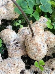 Attēlu rezultāti vaicājumam “Fuligo candida f. persicum spores”