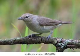 Attēlu rezultāti vaicājumam “Sylvia borin”