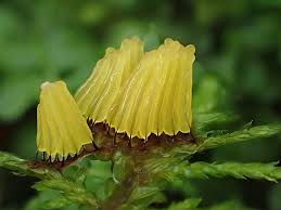 Attēlu rezultāti vaicājumam “Physarum rubiginosum macro”