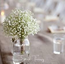 Attēlu rezultāti vaicājumam “Gypsophila paniculata bud”