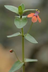 Attēlu rezultāti vaicājumam “Anagallis arvensis flower”