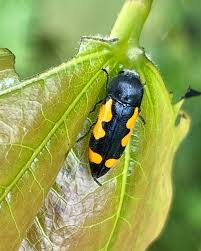 Attēlu rezultāti vaicājumam “Pyralididae”