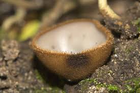 Attēlu rezultāti vaicājumam “Humaria hemisphaerica”