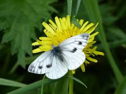 Attēlu rezultāti vaicājumam “Pieris napi underside”