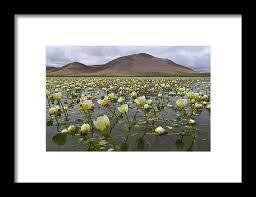 Attēlu rezultāti vaicājumam “Batrachium”