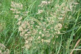 Attēlu rezultāti vaicājumam “Holcus lanatus  fruit”