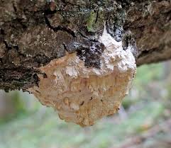 Attēlu rezultāti vaicājumam “Junghuhnia pseudozilingiana”