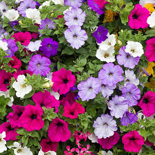 Image result for Petunie