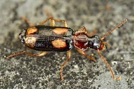 Attēlu rezultāti vaicājumam “Dromius quadrimaculatus”