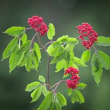 Attēlu rezultāti vaicājumam “Sambucus racemosa fruit”
