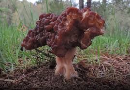 Attēlu rezultāti vaicājumam “Gyromitra esculenta”