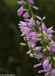 Attēlu rezultāti vaicājumam “Campanula bononiensis”