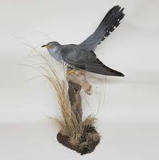 Attēlu rezultāti vaicājumam “Cuculus canorus adult”