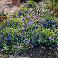 Attēlu rezultāti vaicājumam “Vinca minor flower”