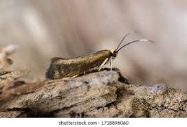 Attēlu rezultāti vaicājumam “Roeslerstammia erxlebella”