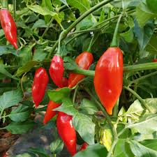 Afbeeldingsresultaat voor paper lantern hot pepper