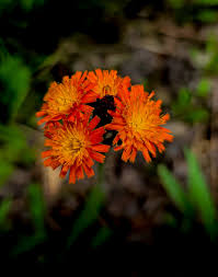 Image result for Agoseris major