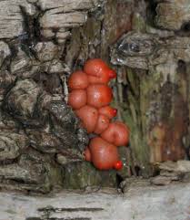Attēlu rezultāti vaicājumam “Lycogala cf. fossiculatum macro”