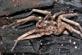 Attēlu rezultāti vaicājumam “Miturgidae”