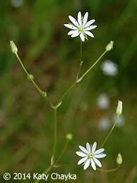 Attēlu rezultāti vaicājumam “Stellaria graminea flower”