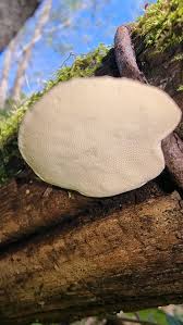 Attēlu rezultāti vaicājumam “Sarcoporia polyspora”