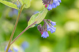 Attēlu rezultāti vaicājumam “Symphytum grandiflorum flower”