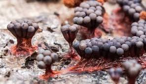 Attēlu rezultāti vaicājumam “Metatrichia vesparia stalked”