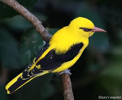 Attēlu rezultāti vaicājumam “Oriolus oriolus male”