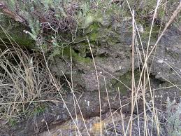 Attēlu rezultāti vaicājumam “Cladopodiella francisci”