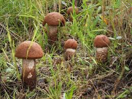 Attēlu rezultāti vaicājumam “Leccinum vulpinum”