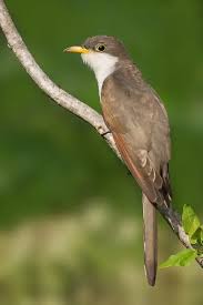 Image result for Coccyzus americanus