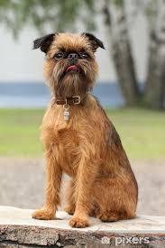 Image result for brüsseler giffon