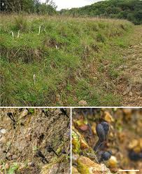 Attēlu rezultāti vaicājumam “Geoglossum sp.”