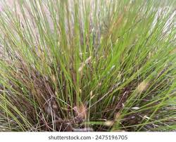 Attēlu rezultāti vaicājumam “Schoenus ferrugineus fruit”