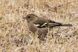 Attēlu rezultāti vaicājumam “Fringilla coelebs female”