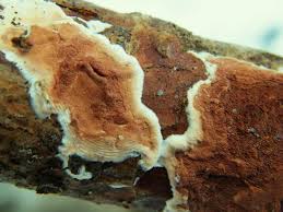 Attēlu rezultāti vaicājumam “Gloeoporus taxicola”