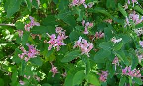 Attēlu rezultāti vaicājumam “Lonicera tatarica flower”
