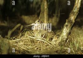 Attēlu rezultāti vaicājumam “Scolopax rusticola nest”