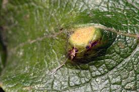 Attēlu rezultāti vaicājumam “Euura pedunculi”