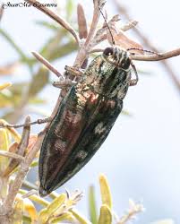 Attēlu rezultāti vaicājumam “Chalcophora mariana”