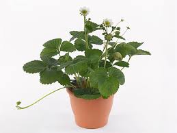 Attēlu rezultāti vaicājumam “Fragaria x ananassa flower”