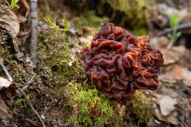 Attēlu rezultāti vaicājumam “Gyromitra”