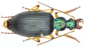 Attēlu rezultāti vaicājumam “Licea chelonoides sessile”