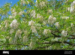 Attēlu rezultāti vaicājumam “Robinia pseudoacacia flower”