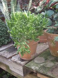 Image result for Crassula hobbit